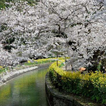 Canal Yamashina du Lac Biwa (Kyoto), fleurs de Sakura et de colza au bord de l'eau