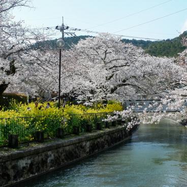 Canal Yamashina du Lac Biwa (Kyoto), fleurs de Sakura et de colza au bord de l'eau 2