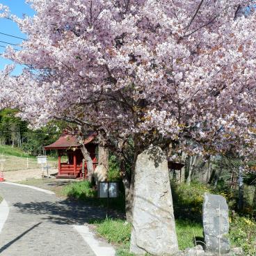 Ville de Fukushima (Tohoku), cerisier en fleurs sur le mont Shinobu