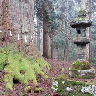 Kinpo-jinja (Akita), détail de la mousse sur les troncs des cèdres et lanterne de pierre