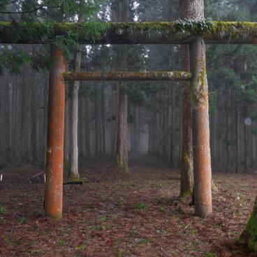 Kinpo-jinja (Akita), porte Torii du sanctuaire et forêt de cèdres