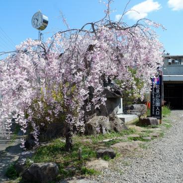Parc Hanamiyama (Fukushima), entrée du site pendant la floraison des Sakura