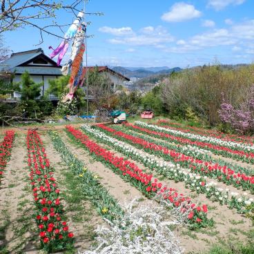 Parc Hanamiyama (Fukushima), champ de tulipes et carpes Koinobori pour Kodomo no Hi