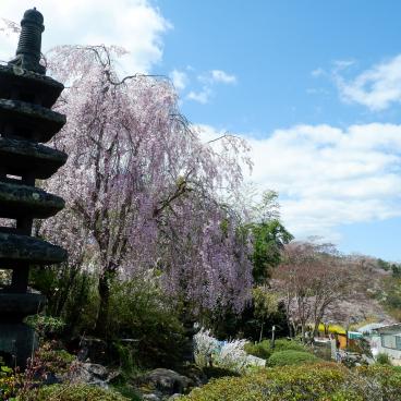 Parc Hanamiyama (Fukushima), jardin japonais pendant la floraison des Sakura 3
