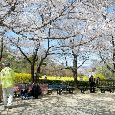 Parc Hanamiyama (Fukushima), aire de repos pour la contemplation des floraisons