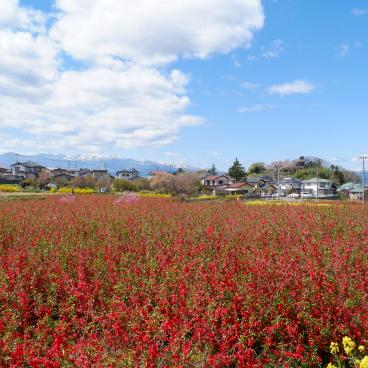Parc Hanamiyama (Fukushima), champs fleuri au printemps