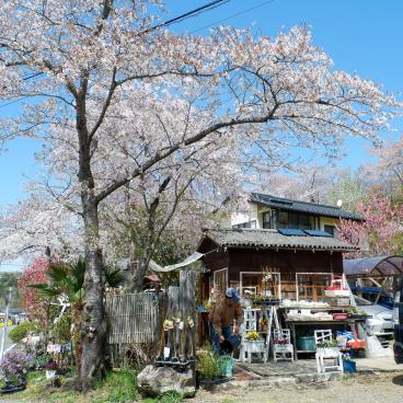 Parc Hanamiyama (Fukushima), vente de fleurs au printemps