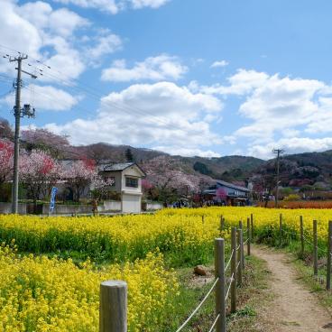 Parc Hanamiyama (Fukushima), champs de colza et cerisiers en fleurs 2