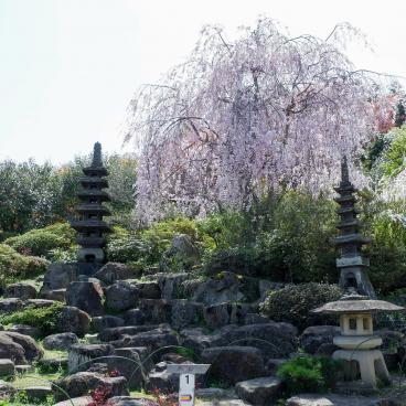 Parc Hanamiyama (Fukushima), jardin japonais pendant la floraison des Sakura