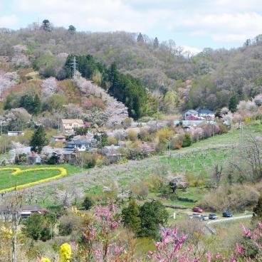 Parc Hanamiyama (Fukushima), panorama sur la vallée fleurie au printemps