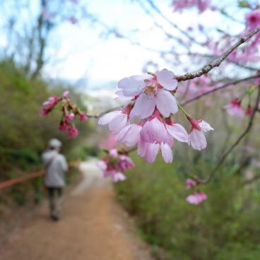 Parc Hanamiyama (Fukushima), fleurs de cerisier Okame-zakura