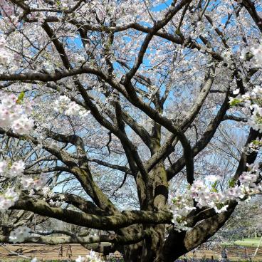 Parc Koganei (Tokyo), floraison des cerisiers au printemps