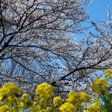 Parc Koganei (Tokyo), floraison des sakura et fleurs de colza au printemps