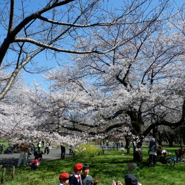 Parc Koganei (Tokyo), séance photo d'écoliers en période de floraison des cerisiers