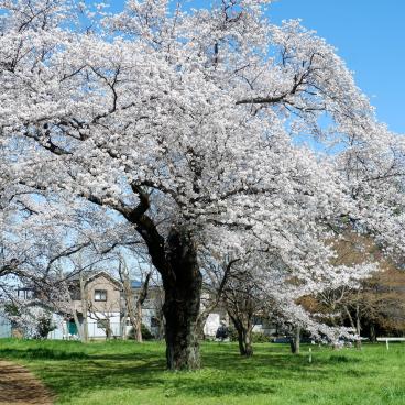 Parc Koganei (Tokyo), floraison des cerisiers au printemps 2