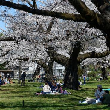 Parc Koganei (Tokyo), pique-nique sous les cerisiers en fleurs au printemps