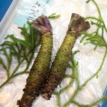 Racine de Wasabi japonais en vente au rayon frais