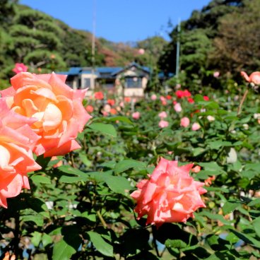 Musée de la littérature de Kamakura, jardin de roses