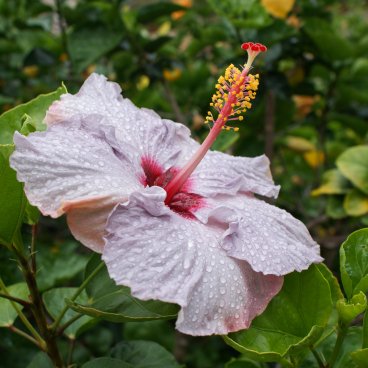 Okinawa, fleur d'hibiscus