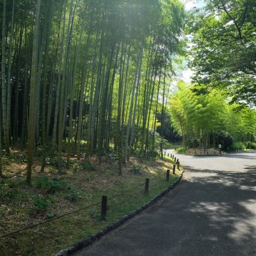 Parc Expo'70 (Osaka), forêt de bambous