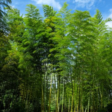 Parc Expo'70 (Osaka), forêt de bambous 2