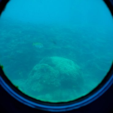 Cap Busena (Nago, Okinawa Honto), vue sur les poissons depuis l'un des hublots de l'observatoire sous-marin