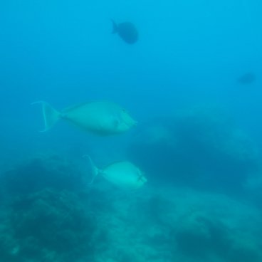 Cap Busena (Nago, Okinawa Honto), vue sur les poissons depuis l'un des hublots de l'observatoire sous-marin 2