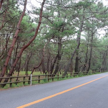 Karatsu (Saga, Kyushu), route à travers la forêt Niji no Matsubara