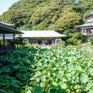 Komyo-ji (Kamakura), jardin Kishu Teien avec son étang de lotus et pavillon Daishokaku du temple