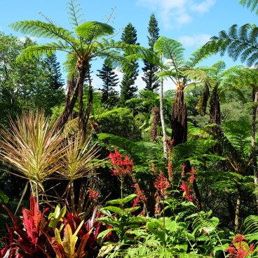 Dino Park (Nago, Okinawa), vue sur la forêt subtropicale de Yanbaru