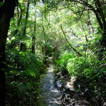 Dino Park (Nago, Okinawa), allée du parc dans la forêt subtropicale de Yanbaru 2