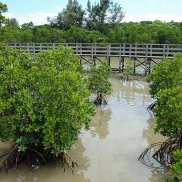 Mangrove de Shimajiri (Miyako-jima), vue sur les palétuviers depuis la promenade sur pilotis