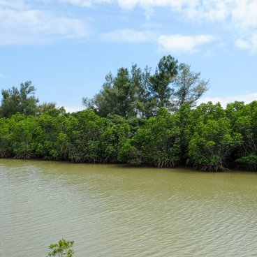 Mangrove de Shimajiri (Miyako-jima), vue sur la forêt à marée haute