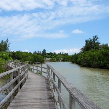 Mangrove de Shimajiri (Miyako-jima), vue sur la forêt depuis la promenade sur pilotis