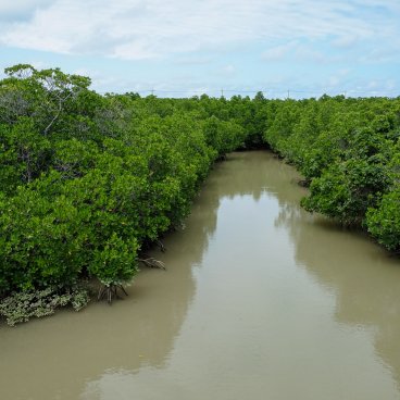 Mangrove de Shimajiri (Miyako-jima), vue sur la forêt à marée haute 2
