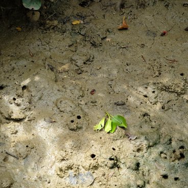Mangrove de Shimajiri (Miyako-jima), vue sur les petits crabes à marée basse