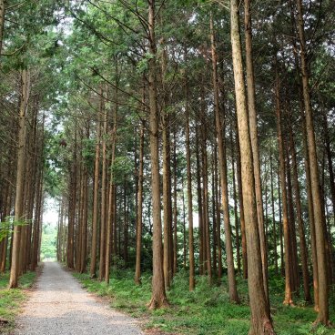 Yutoku Inari-jinja (Kashima, Saga), allée dans la forêt de cèdres