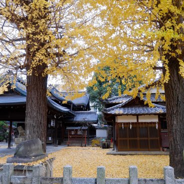 Gokonomiya-jinja (Kyoto), sanctuaire Momoyama Tenman-gu et ginkgo biloba jaunes à l'automne
