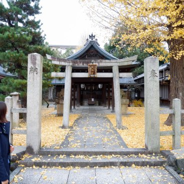 Gokonomiya-jinja (Kyoto), sanctuaire Momoyama Tenman-gu et ginkgo biloba jaunes à l'automne 2