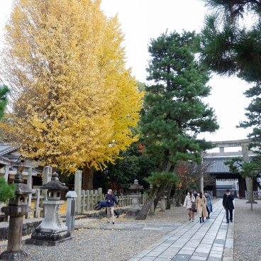 Gokonomiya-jinja (Kyoto), chemin pavé du sanctuaire à l'automne