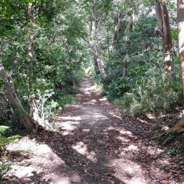 Randonnée Daibutsu (Kamakura), sentier dans la forêt des collines de la ville