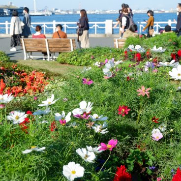 Parc Yamashita (Yokohama), floraison des cosmos à l'automne