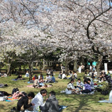 Parc Yoyogi (Tokyo), piques-niques sous les cerisiers en fleurs entre la fin du mois de mars et début avril