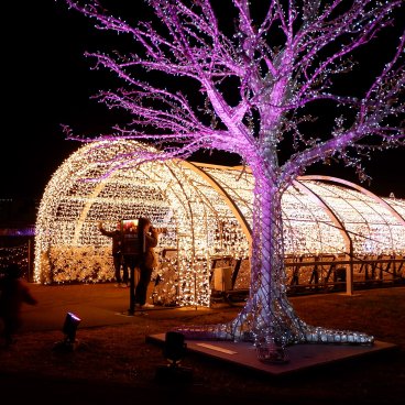 Tokyo Mega Illumination (Shinagawa), installation qui représente la floraison des sakura