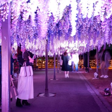 Tokyo Mega Illumination (Shinagawa), pergola de glycines