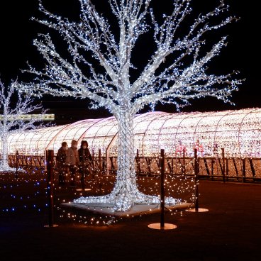 Tokyo Mega Illumination (Shinagawa), installation qui représente la floraison des sakura 3