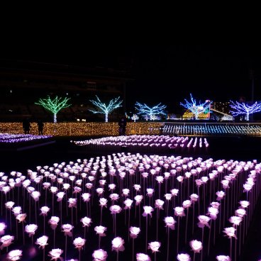 Tokyo Mega Illumination (Shinagawa), jardin de roses