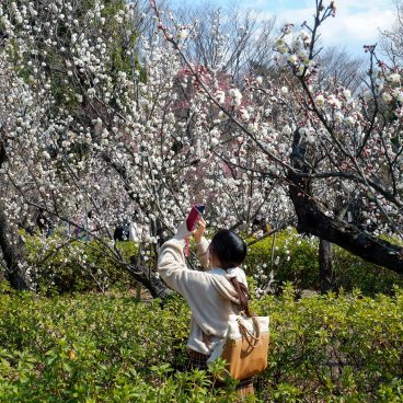 Parc Hanegi (Setagaya, Tokyo), pruniers en fleurs entre février et début mars 6