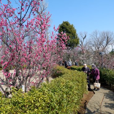 Parc Hanegi (Setagaya, Tokyo), pruniers en fleurs entre février et début mars