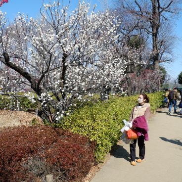 Parc Hanegi (Setagaya, Tokyo), pruniers en fleurs entre février et début mars 2